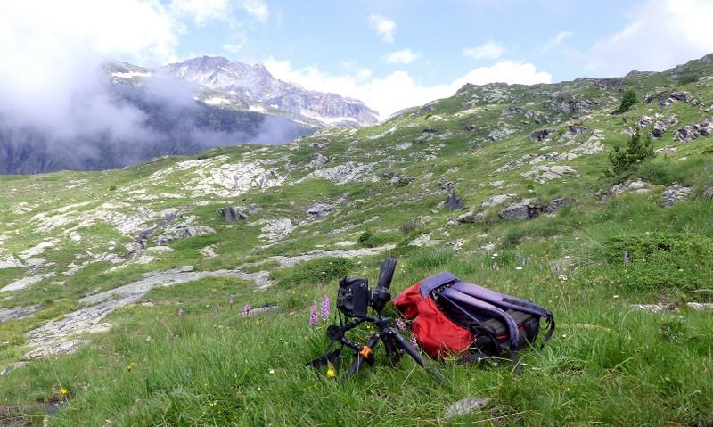 Nigritella cenisia e Nigritella rhellicani  Savoia francese   luglio 2023.